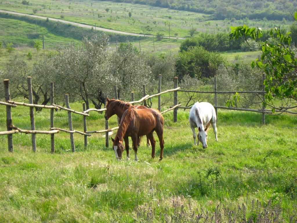 Agriturismo Le Roghete Acquapendente Eksteriør billede